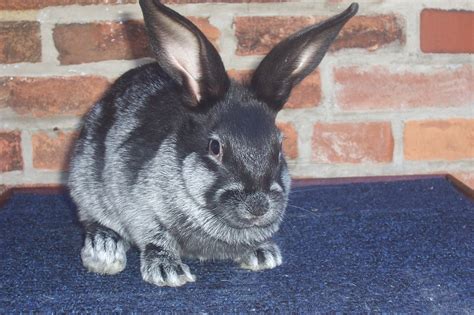 Houstonbig Adult rabbit up for adoption. . Meat rabbit for sale near me